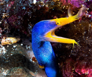 Adult male ribbon eel/Photographed with a Canon 60 mm mac... by Laurie Slawson 